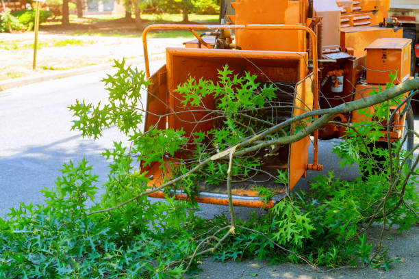 Seasonal Cleanup (Spring/Fall) in Troy, OH