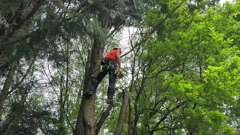 How Our Tree Care Process Works  in  Troy, OH