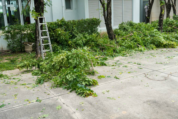 Troy, OH Tree Removal Company